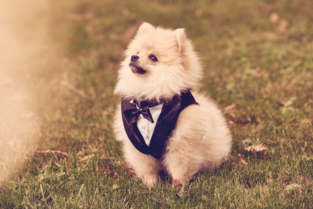 A Pet at a Wedding 